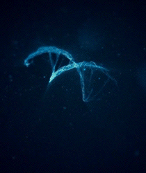 3.gif